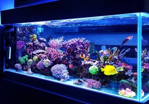 搬運魚缸