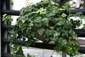 吊蘭除甲醛植物 