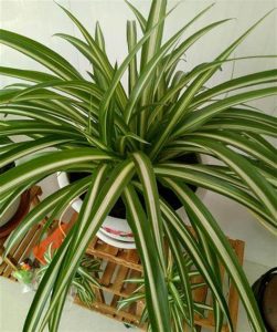 吊蘭可除甲醛植物